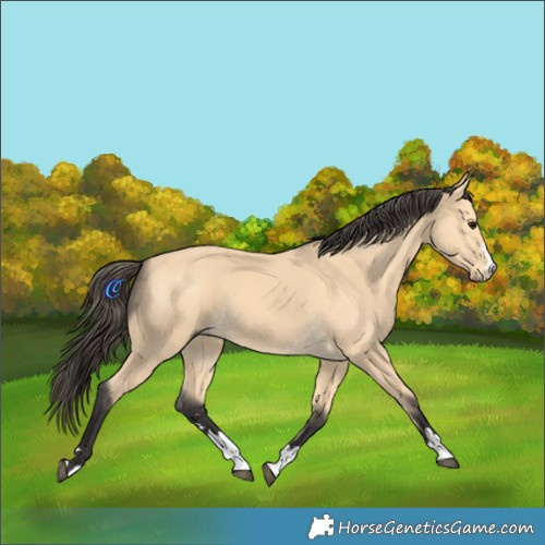 Horse Color:Buckskin