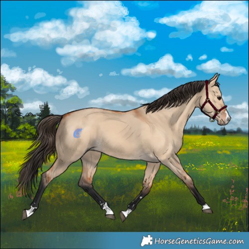 Horse Color:Bay Dun 