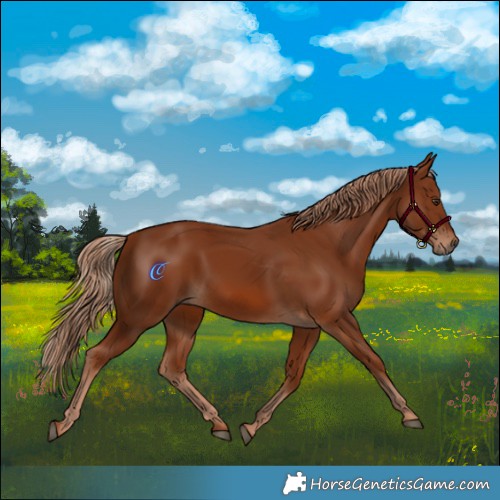 Horse Color:Chestnut 