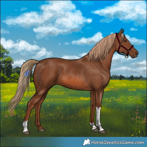 Horse Color:Chestnut Tobiano 