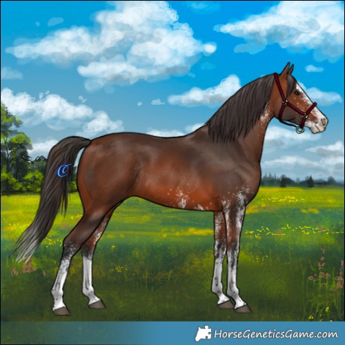 Horse Color:White Spotted Bay Splash Rabicano 