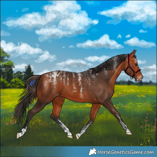Horse Color:Powder White Bay Appaloosa 