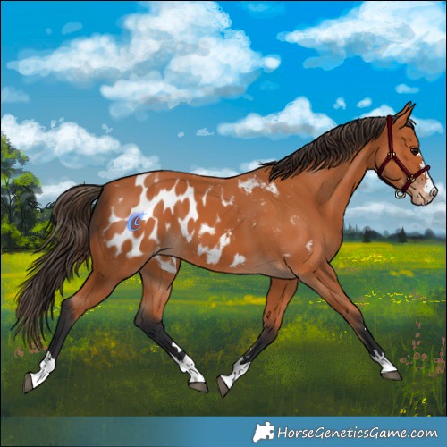 Horse Color:Bay Appaloosa 