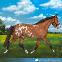 Horse Color:Bay Appaloosa
