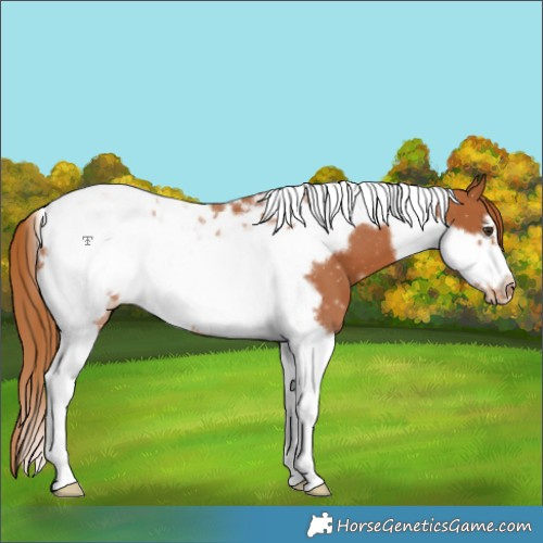 Horse Color:Chestnut Tobiano Frame Appaloosa 