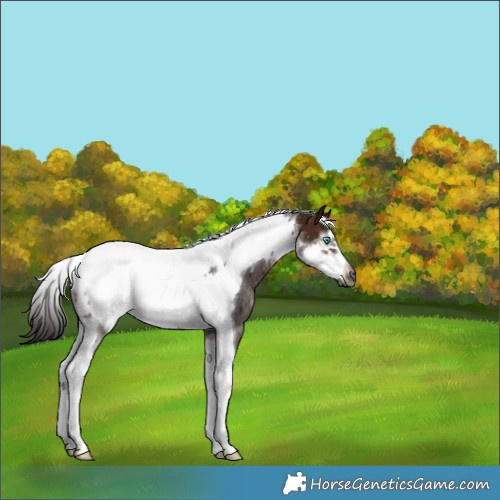 Horse Color:Gray Bay Tobiano Frame Rabicano 