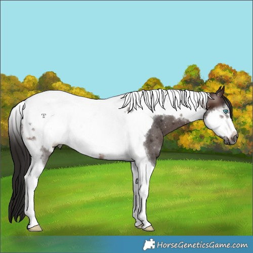 Horse Color:Gray Bay Tobiano Frame Rabicano 