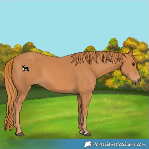 Horse Color:Chestnut Rabicano 