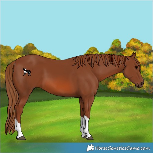 Horse Color:Chestnut Tobiano Rabicano 