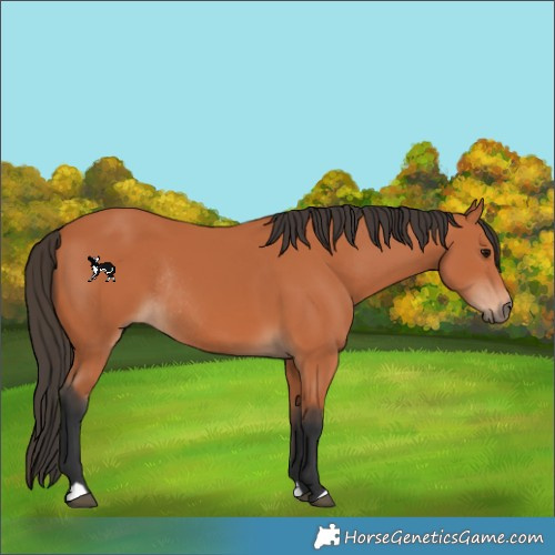 Horse Color:Bay Rabicano 
