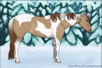 Horse Color:Red Dun Tobiano