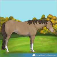 Horse Color:Classic Cream Champagne 