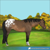 Horse Color:Gray Brown Dun Varnish 