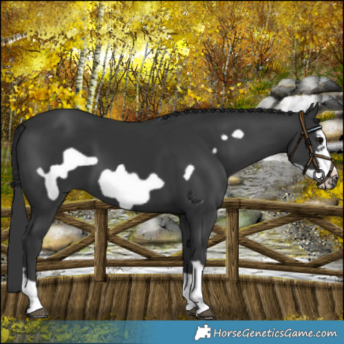 Horse Color:Black Frame