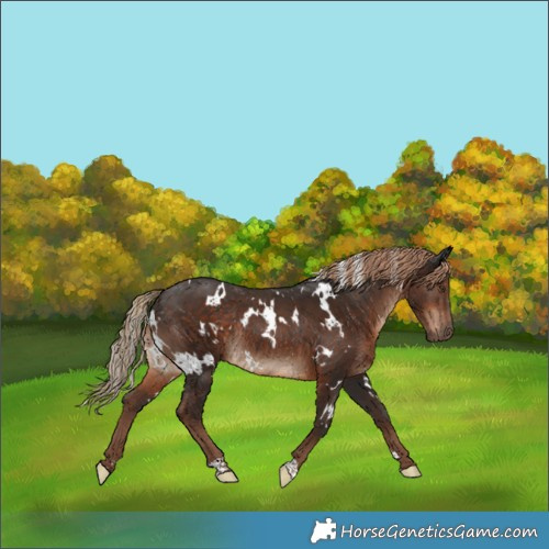 Horse Color:White Spotted Liver Chestnut Rabicano 