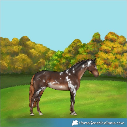 Horse Color:White Spotted Liver Chestnut 