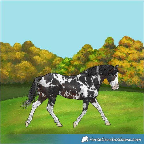 Horse Color:White Spotted Brown Splash 