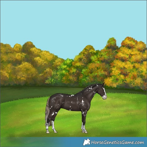 Horse Color:White Spotted Liver Chestnut Splash 