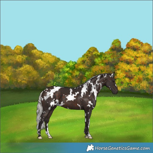 Horse Color:White Spotted Silver Brown