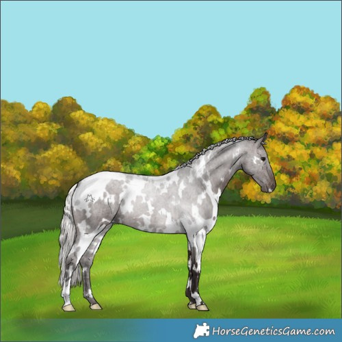 Horse Color:White Spotted Silver Brown 
