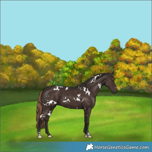 Horse Color:White Spotted Liver Chestnut 