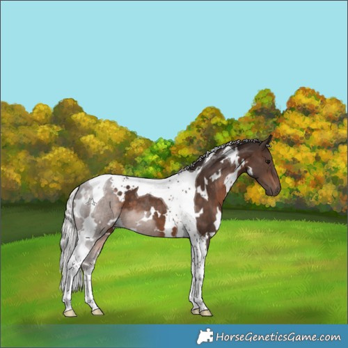 Horse Color:White Spotted Silver Brown Tobiano 