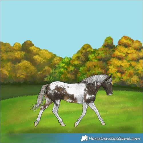 Horse Color:White Spotted Silver Buckskin Tobiano 