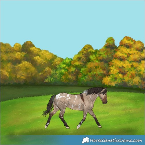 Horse Color:White Spotted Liver Red Dun 
