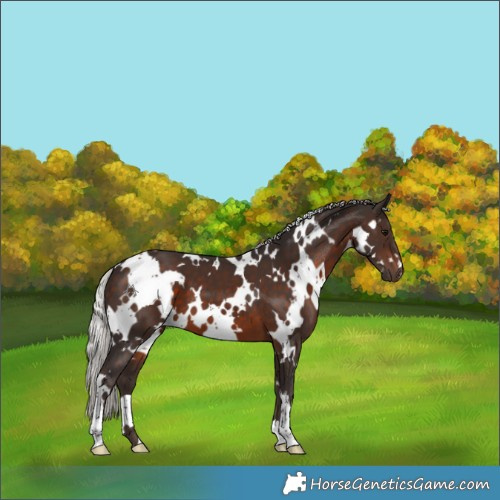 Horse Color:White Spotted Silver Brown 