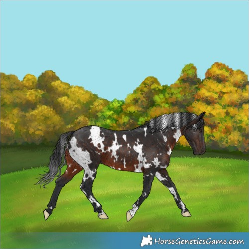 Horse Color:White Spotted Brown 