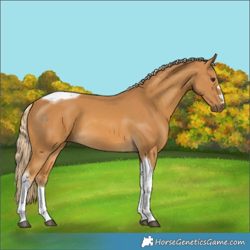 Horse Color:Palomino Tobiano 
