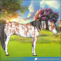 Horse Color:Bay Sabino 