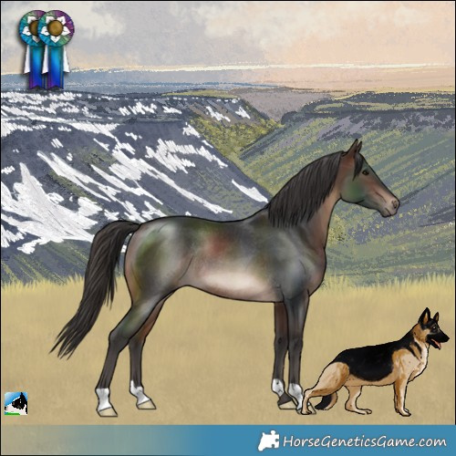 Horse Color:Brown Rabicano 
