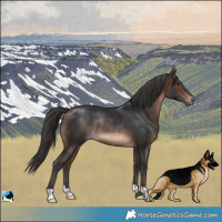 Horse Color:Brown Rabicano 