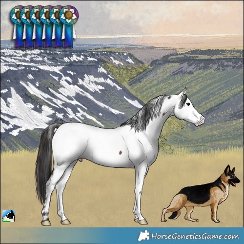 Horse Color:Brown Appaloosa Rabicano