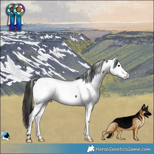 Horse Color:Brown Appaloosa Rabicano 