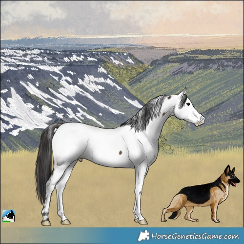 Horse Color:Brown Appaloosa Rabicano 