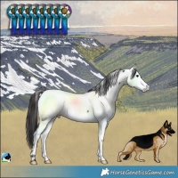 Horse Color:Brown Near Fewspot Rabicano
