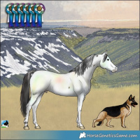 Horse Color:Brown Near Fewspot Rabicano 