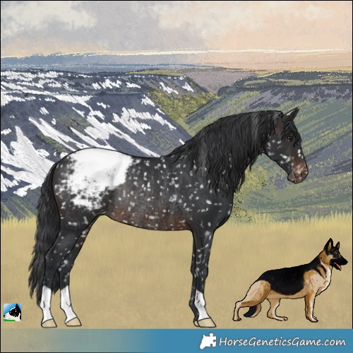 Horse Color:Brown Snowcap Rabicano