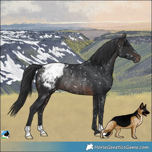 Horse Color:Brown Appaloosa Rabicano 