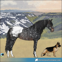 Horse Color:Brown Snowcap Rabicano 