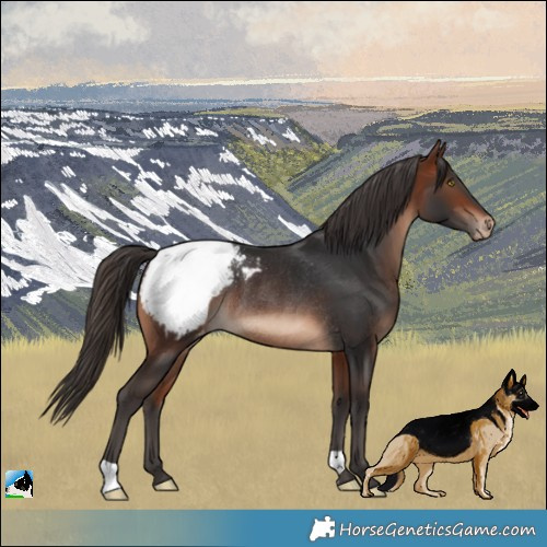 Horse Color:Bay Appaloosa Rabicano 