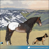 Horse Color:Bay Snowcap Rabicano