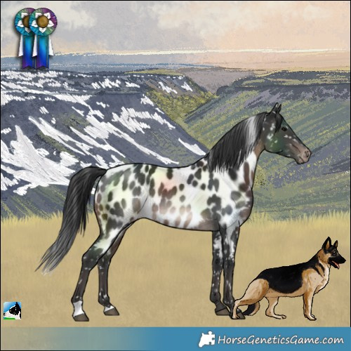 Horse Color:Brown Near Leopard Rabicano 