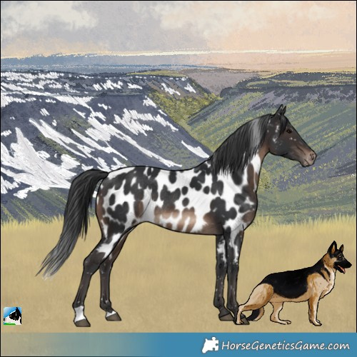 Horse Color:Brown Appaloosa Rabicano 