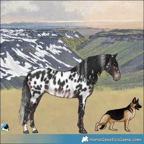 Horse Color:Brown Near Leopard Rabicano
