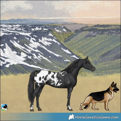 Horse Color:Black Appaloosa Rabicano 