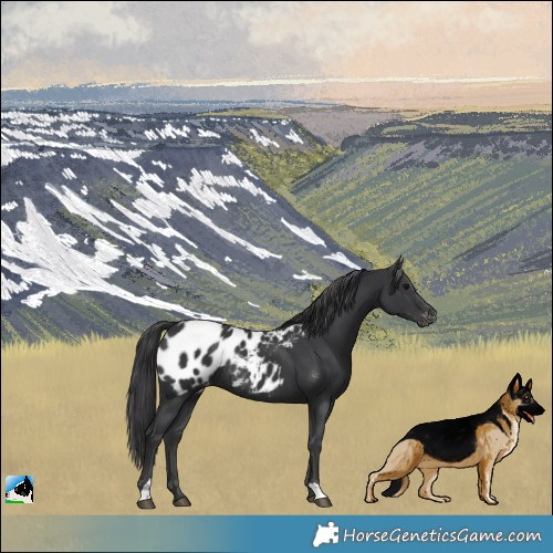 Horse Color:Black Blanket Rabicano 