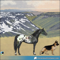 Horse Color:Black Blanket Rabicano
